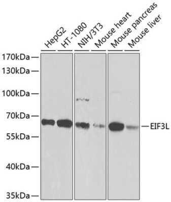 Western Blot: IF3EI AntibodyBSA Free [NBP3-03375]