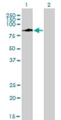 Western Blot: IFI16 Antibody (2E3) [H00003428-M03]