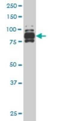 Western Blot: IFI16 Antibody (4E6) [H00003428-M04]