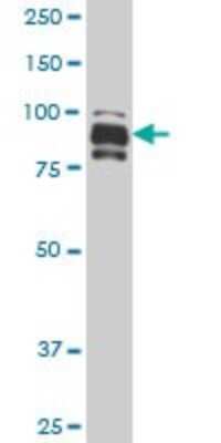 Western Blot: IFI16 Antibody (5C10) [H00003428-M06]