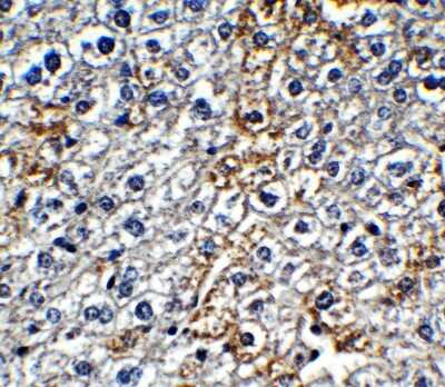 Immunohistochemistry-Paraffin: IFI16 Antibody - BSA Free [NBP3-18336]
