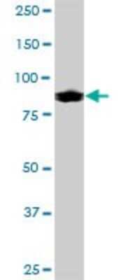 Western Blot: IFI16 Antibody [H00003428-B01P]