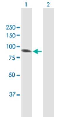 Western Blot: IFI16 Antibody [H00003428-B01P]