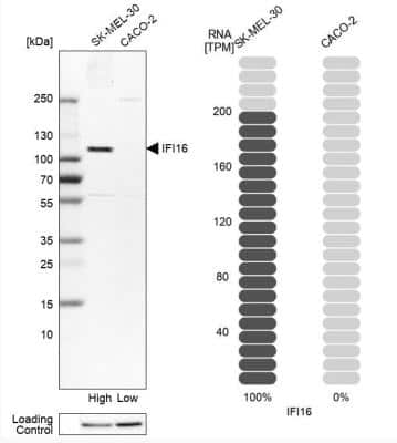 Western Blot: IFI16 Antibody [NBP1-83118]