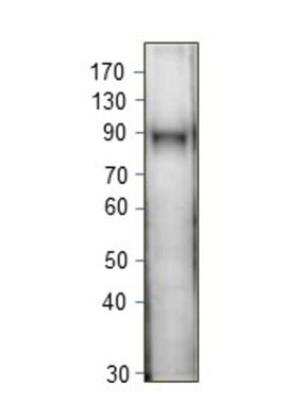 Western Blot: IFI16 Antibody [NBP3-12472]