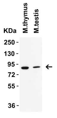 Western Blot: IFI16 AntibodyBSA Free [NBP3-18336]
