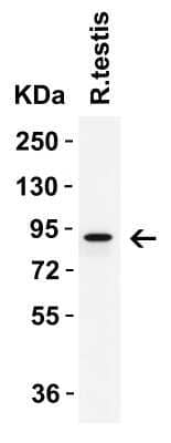 Western Blot: IFI16 AntibodyBSA Free [NBP3-18336]