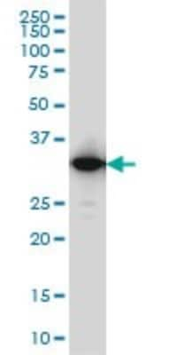 Western Blot: IFI35 Antibody (3H6) [H00003430-M01]