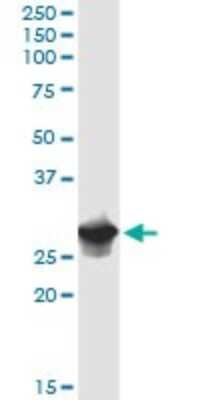Western Blot: IFI35 Antibody [H00003430-D01P]