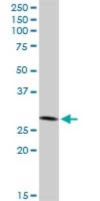 Western Blot: IFI35 Antibody [H00003430-D01P]