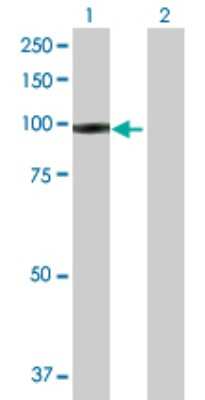 Western Blot: IFI35 Antibody [H00003430-D01P]