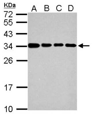 Western Blot: IFI35 Antibody [NBP2-16919]