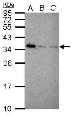 Western Blot: IFI35 Antibody [NBP2-16920]