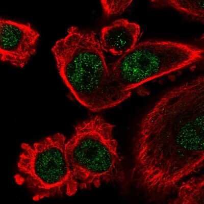 Immunocytochemistry/ Immunofluorescence: IFI44L Antibody [NBP2-58348]