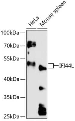 Western Blot: IFI44L AntibodyAzide and BSA Free [NBP3-04507]