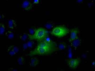Flow Cytometry: IFIT1 Antibody (OTI3G8) - Azide and BSA Free [NBP2-71005]