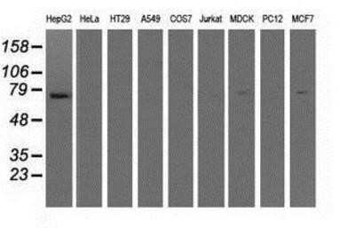 Western Blot: IFIT1 Antibody (OTI3G8)Azide and BSA Free [NBP2-71005]