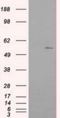 Western Blot: IFIT1 Antibody (OTI3G8)Azide and BSA Free [NBP2-71005]