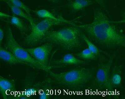 Immunocytochemistry/ Immunofluorescence: IFIT2 Antibody [NBP2-15180]