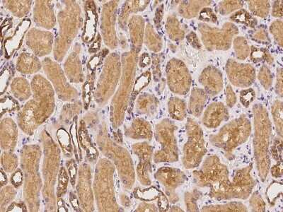 Immunohistochemistry-Paraffin: IFIT2 Antibody [NBP2-98193]