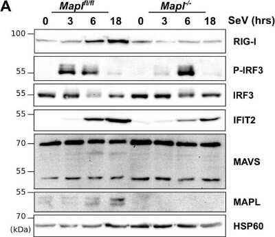 Western Blot: IFIT2 Antibody [NBP2-15180]