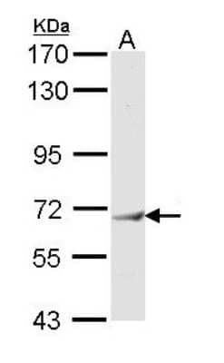 Western Blot: IFIT3 Antibody [NBP1-31722]