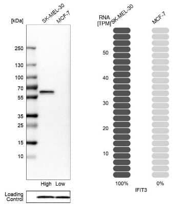 Western Blot: IFIT3 Antibody [NBP2-32500]