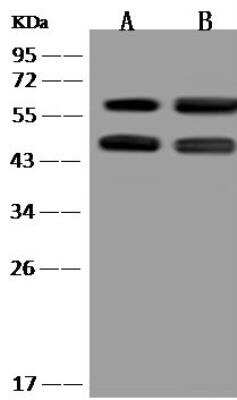 Western Blot: IFIT3 Antibody [NBP3-12668]