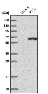 Western Blot: IFIT5 Antibody [NBP1-87132]