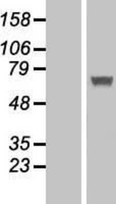 Western Blot: IFIT5 Overexpression Lysate [NBL1-11838]