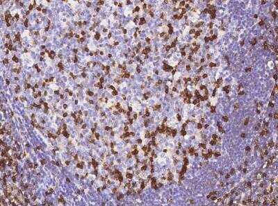 Immunohistochemistry-Paraffin: IFITM1 Antibody (001) [NBP2-89229]