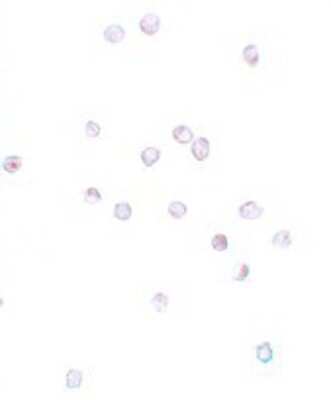 Immunocytochemistry/ Immunofluorescence: IFITM1 Antibody - BSA Free [NBP1-77171]