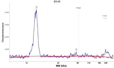 Simple Western: IFITM1 Antibody [NBP1-89345]
