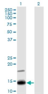 Western Blot: IFITM2 Antibody (1F2) [H00010581-M14]