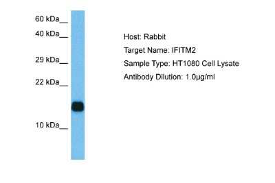 Western Blot: IFITM2 Antibody [NBP2-82253]