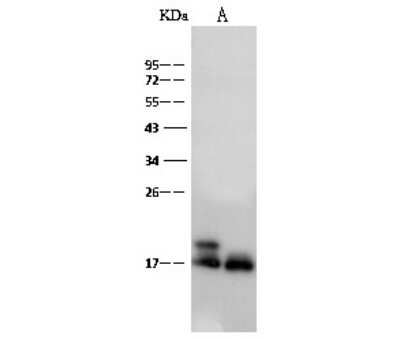 Western Blot: IFITM2 Antibody [NBP2-99453]