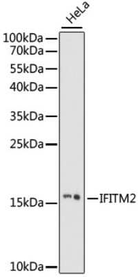 Western Blot: IFITM2 AntibodyAzide and BSA Free [NBP3-03909]