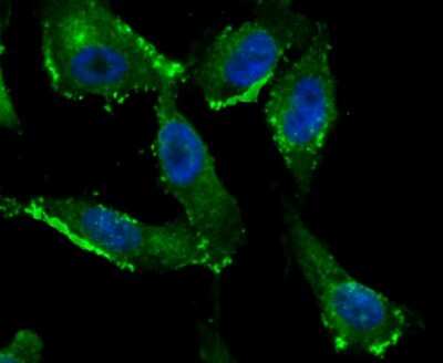 Immunocytochemistry/ Immunofluorescence: IFITM3/Fragilis Antibody (JU73-02) [NBP2-75533]