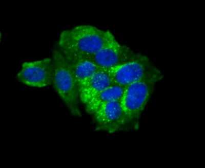 Immunocytochemistry/ Immunofluorescence: IFITM3/Fragilis Antibody (JU73-02) [NBP2-75533]