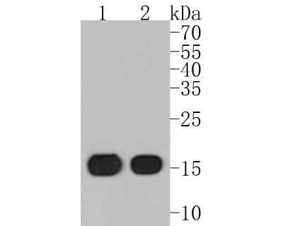 Western Blot: IFITM3/Fragilis Antibody (JU73-02) [NBP2-75533]