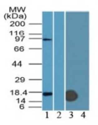 Western Blot: IFITM3/Fragilis Antibody [NB600-1534]