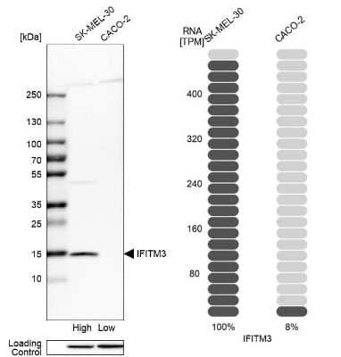 Western Blot: IFITM3/Fragilis Antibody [NBP1-89401]