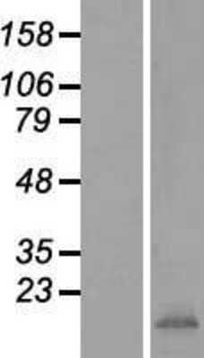 Western Blot: IFITM3/Fragilis Overexpression Lysate [NBP2-06569]