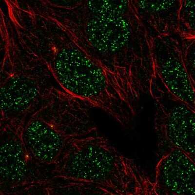 Immunocytochemistry/ Immunofluorescence: IFLTD1 Antibody [NBP2-58693]