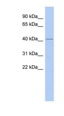 Western Blot: IFLTD1 Antibody [NBP1-56726]