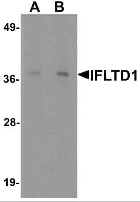 Western Blot: IFLTD1 AntibodyBSA Free [NBP2-82095]