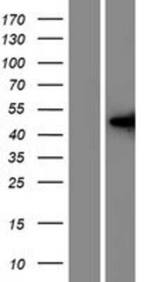 Western Blot: IFLTD1 Overexpression Lysate [NBP2-09760]