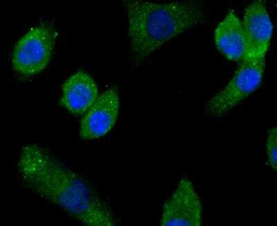 Immunocytochemistry/ Immunofluorescence: IFN-alpha 1 Antibody [NBP2-75930]