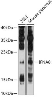 Western Blot: IFN-alpha B2/IFN-alpha 8 AntibodyAzide and BSA Free [NBP3-03601]