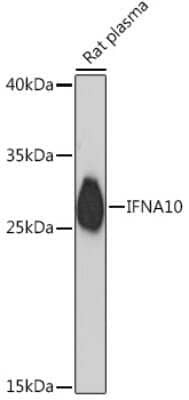 Western Blot: IFN-alpha C/IFN-alpha 10 AntibodyAzide and BSA Free [NBP3-15494]